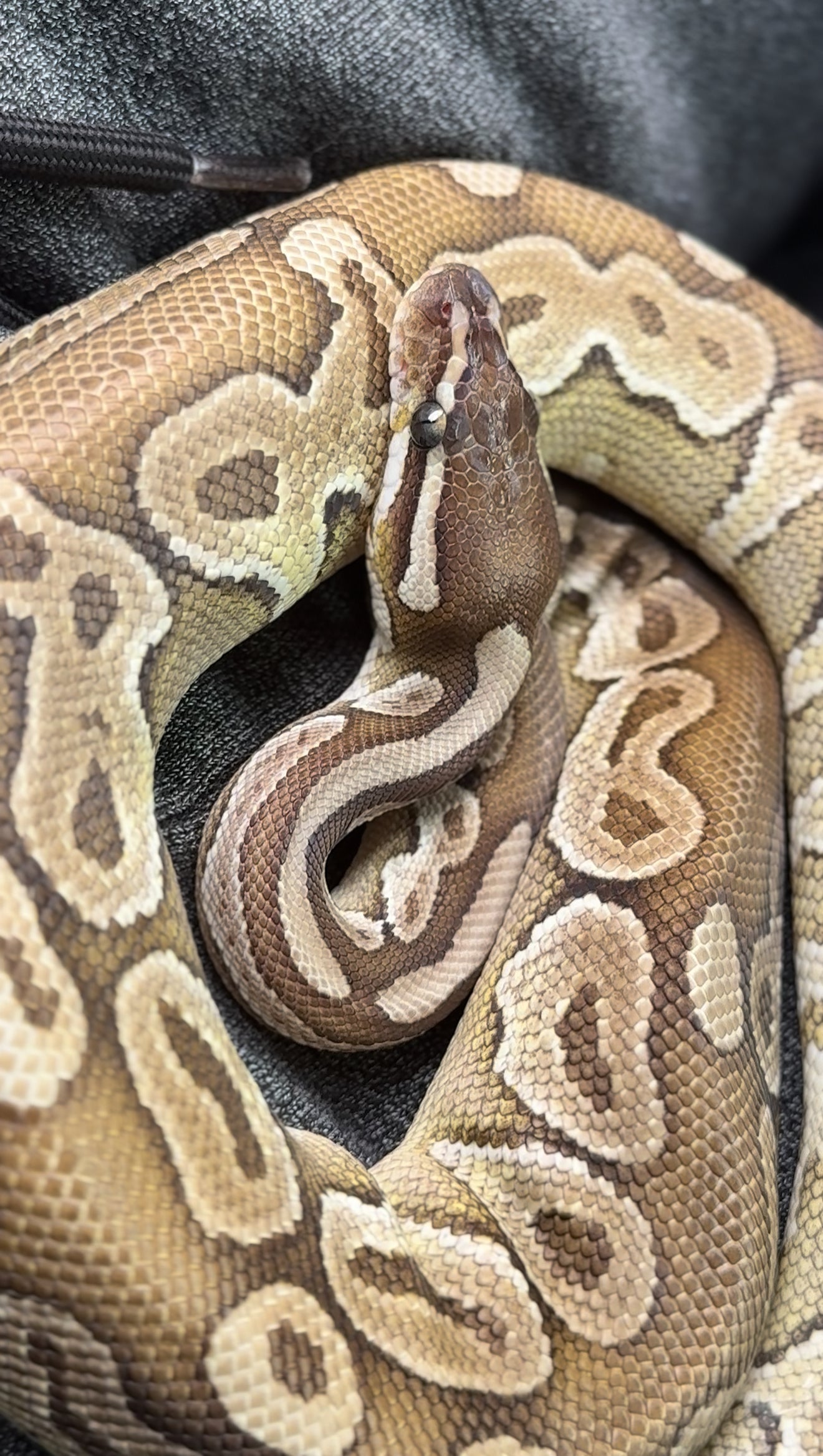 ARABELLA-CLPHVPI-FEMALE