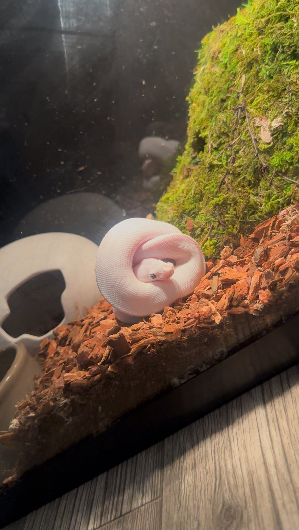 Ghost BEL Male