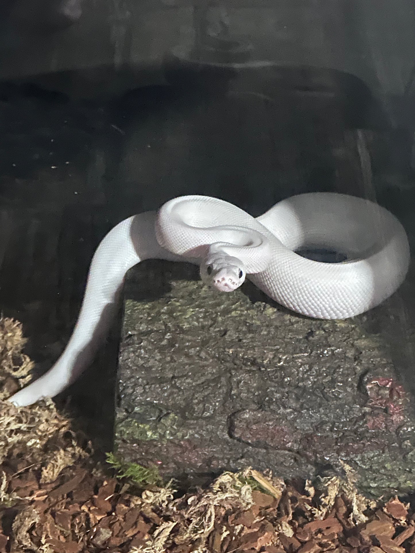 Ghost BEL Male