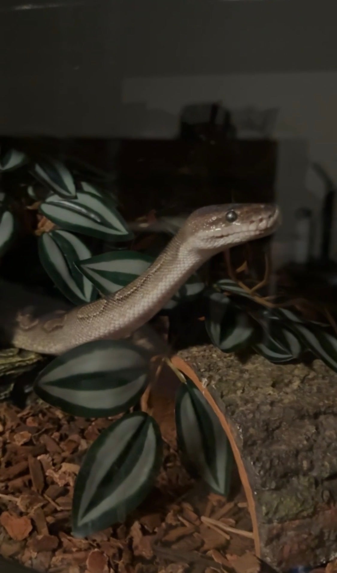 Black Rose-BPCal01-Female