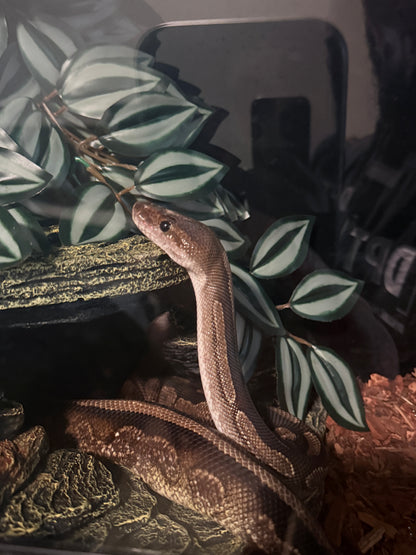 Black Rose-BPCal01-Female