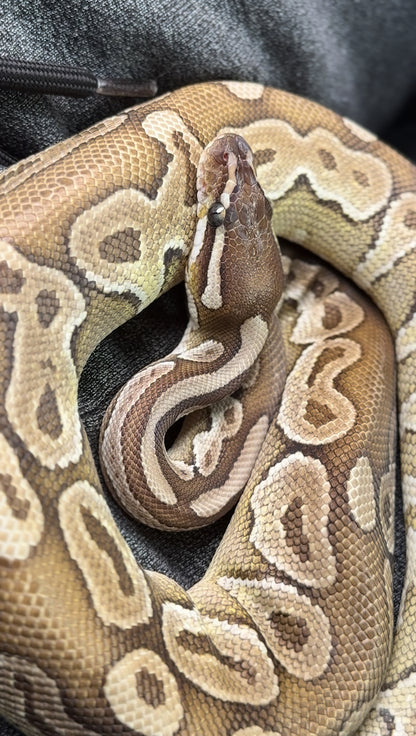 ARABELLA-CLPHVPI-FEMALE