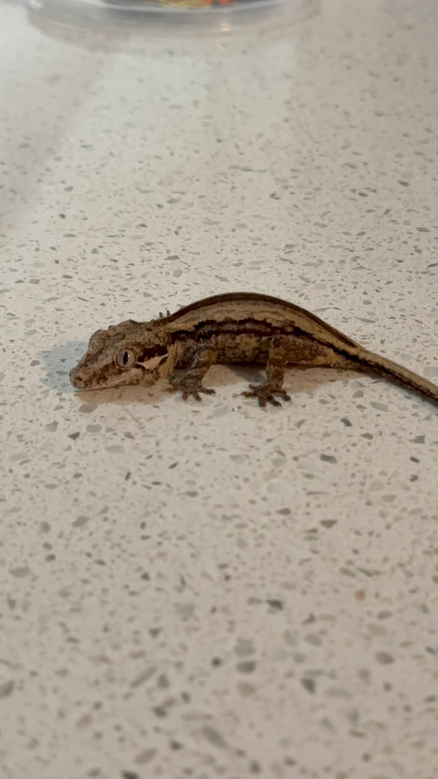 FRANK LUCAS-WBS-GG001