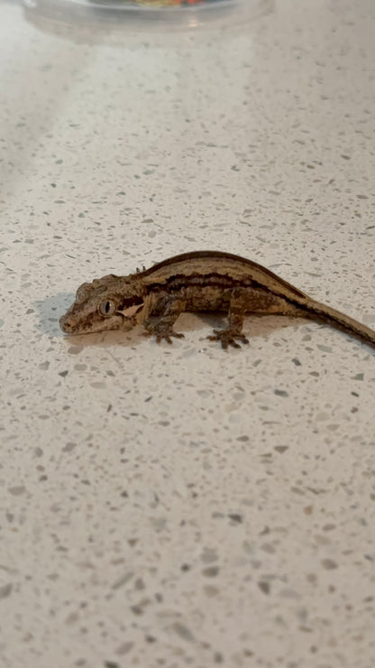 FRANK LUCAS-WBS-GG001