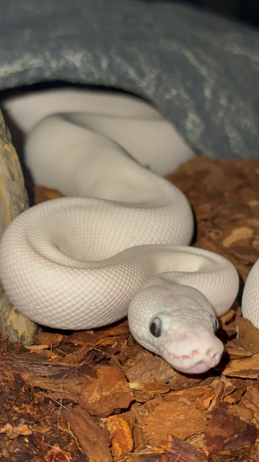 GHOST-BEL01-MALE