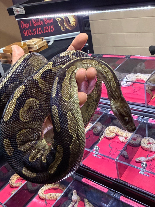 Black Rose-BPCal01-Female