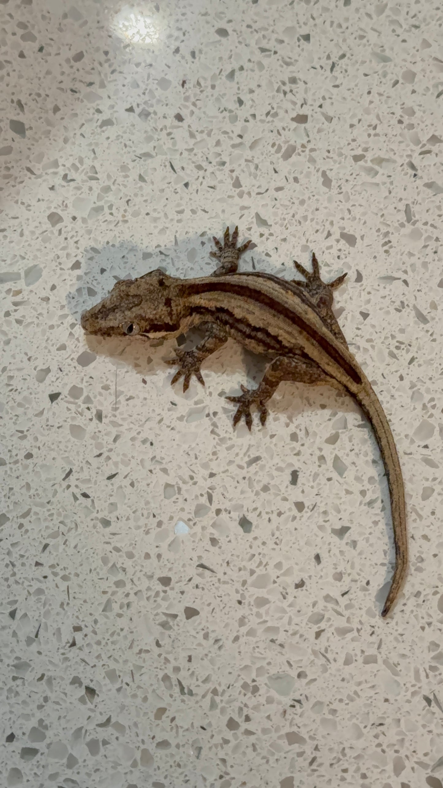 FRANK LUCAS-WBS-GG001