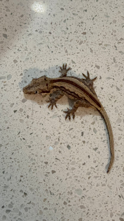 FRANK LUCAS-WBS-GG001