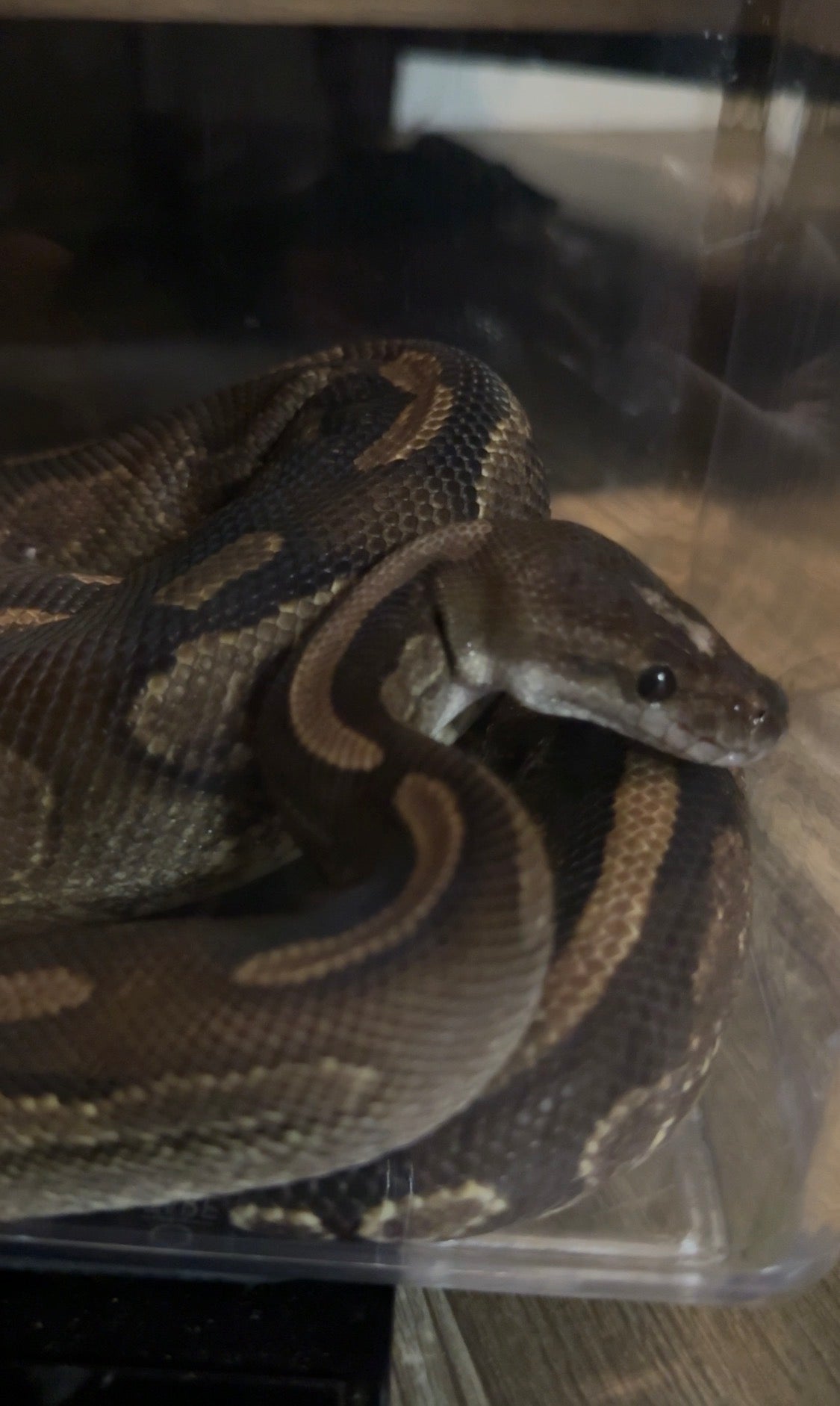 Black Rose-BPCal01-Female