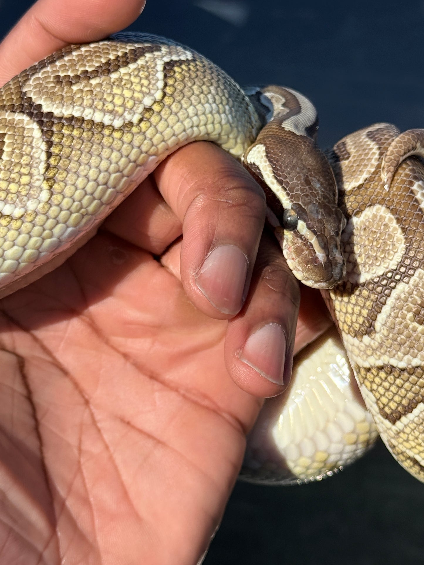 ARABELLA-CLPHVPI-FEMALE