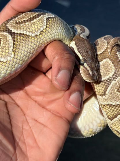 ARABELLA-CLPHVPI-FEMALE