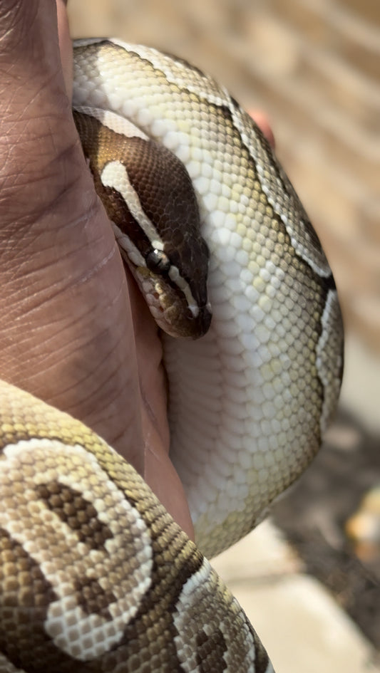 ARABELLA-CLPHVPI-FEMALE