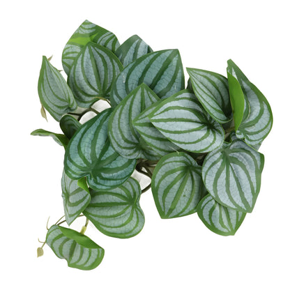 Leaves Decor for Reptile Tank with Suction Cup (Rainforest Tank)