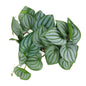 Leaves Decor for Reptile Tank with Suction Cup (Rainforest Tank)