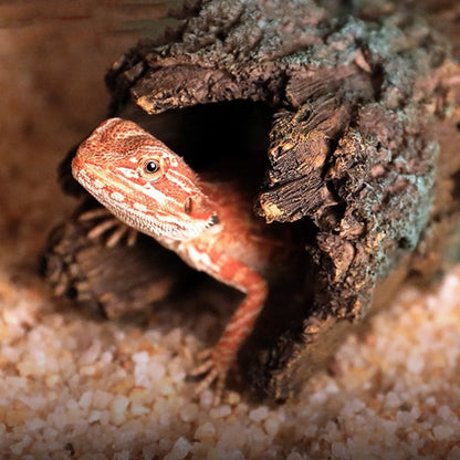 Reptiles Hideout Tree Trunk