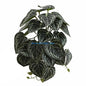 Y3NA Plants Fake Leaves