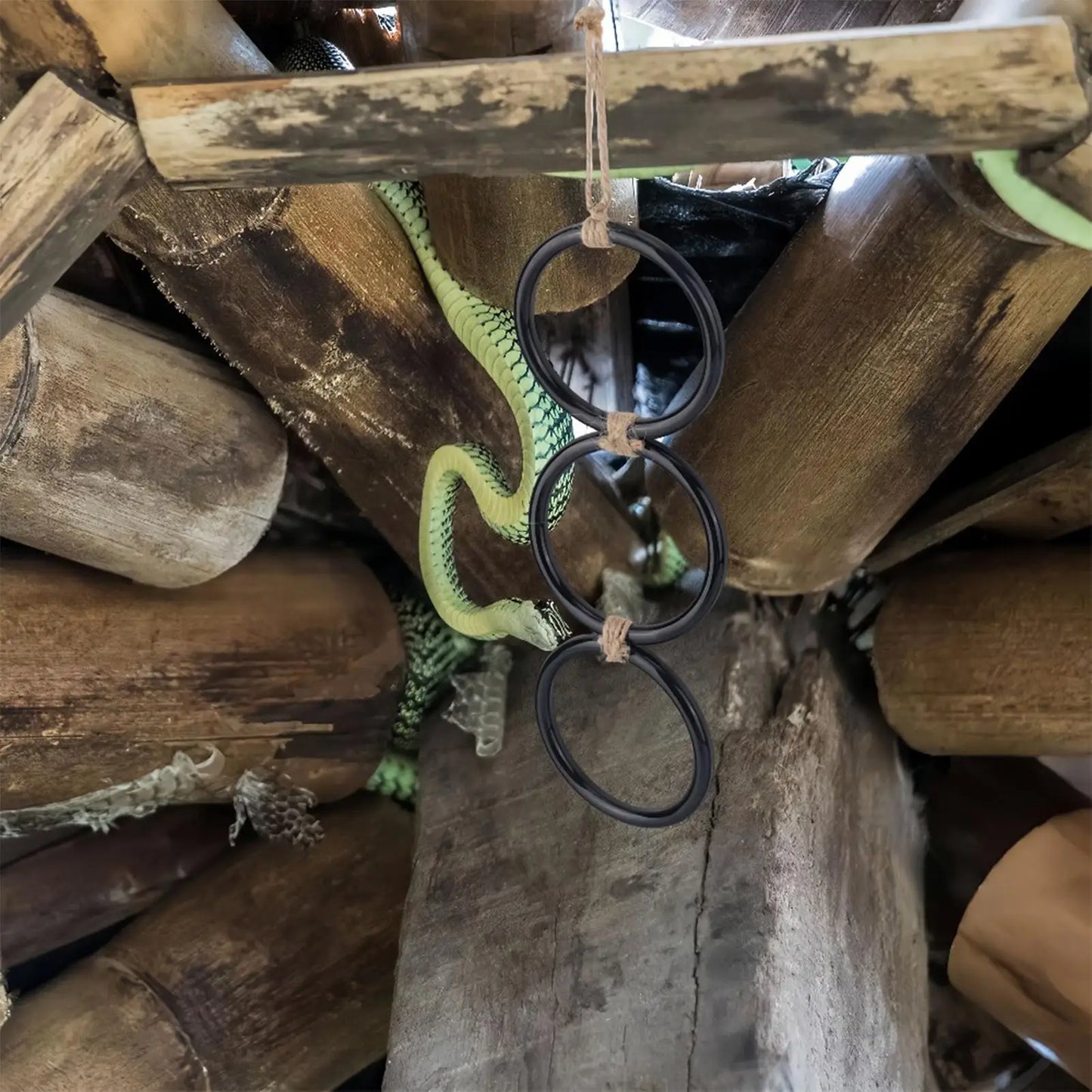 Link Rings-Arboreal Enrichment For Habitat
