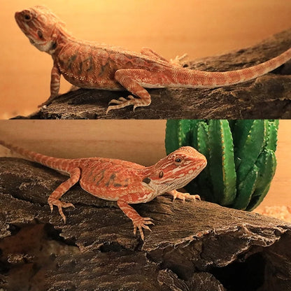 Reptiles Hideout Tree Trunk