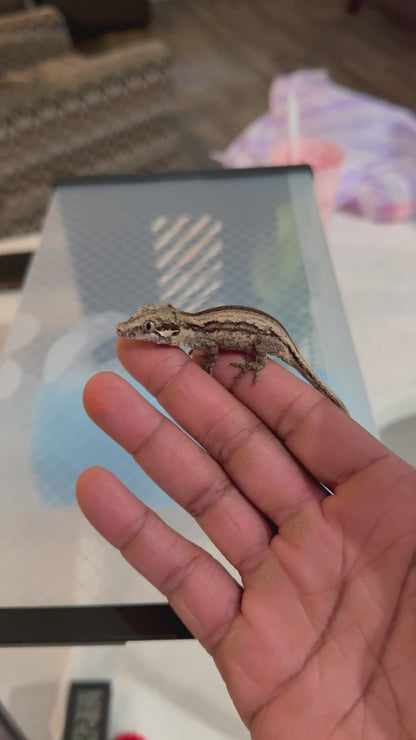 FRANK LUCAS-WBS-GG001