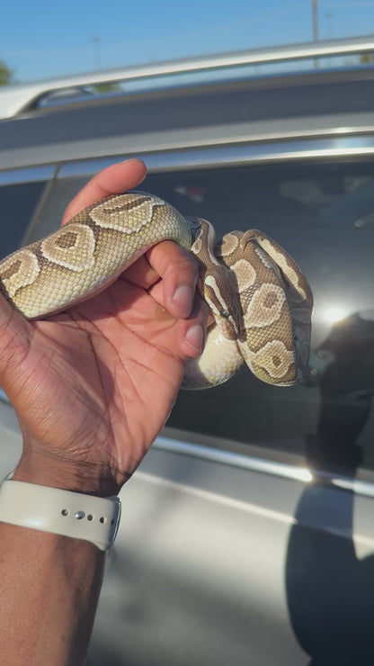 ARABELLA-CLPHVPI-FEMALE